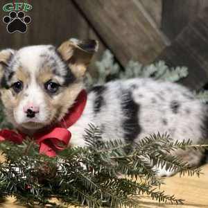 Bianca, Pembroke Welsh Corgi Puppy